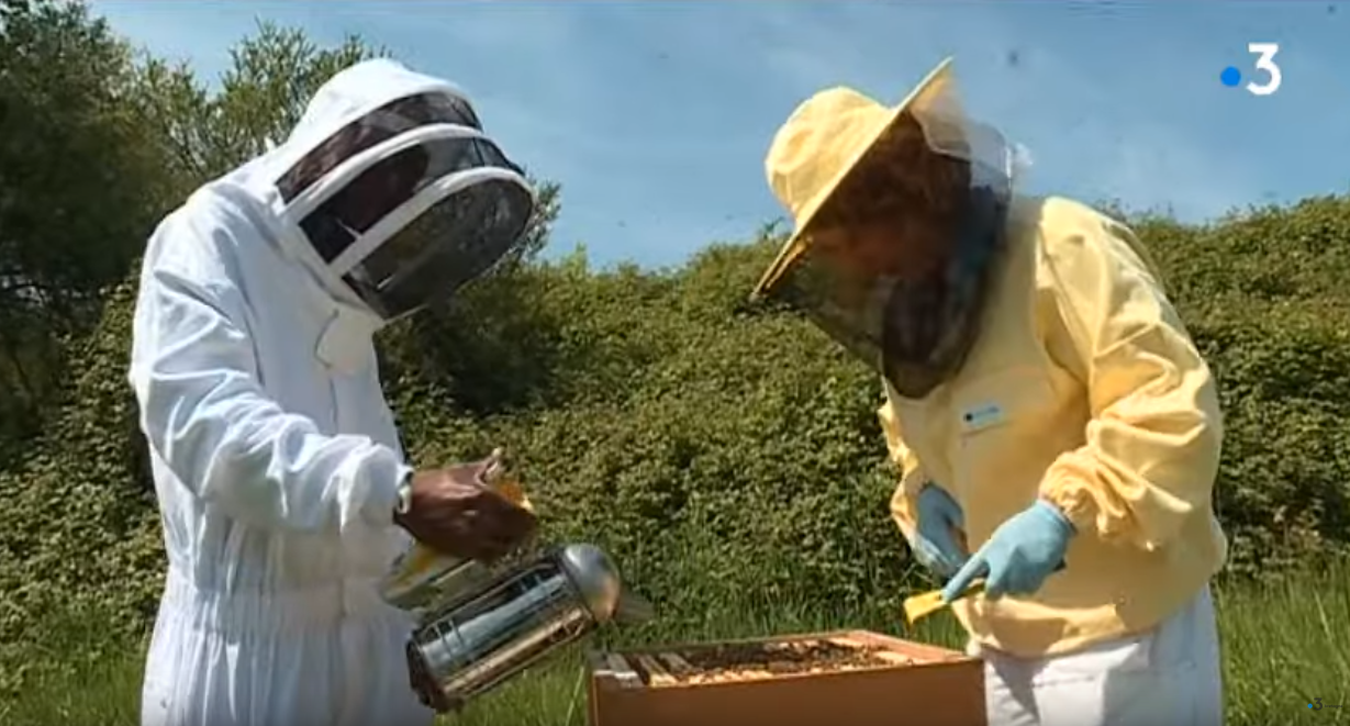 Apiculteurs : une formation certifiée à Auray pour tout savoir sur les abeilles (France 3)