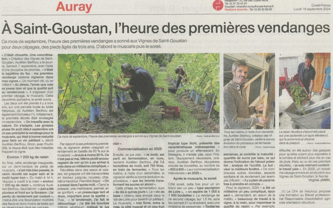 A Saint-Goustan, l’heure des premières vendanges