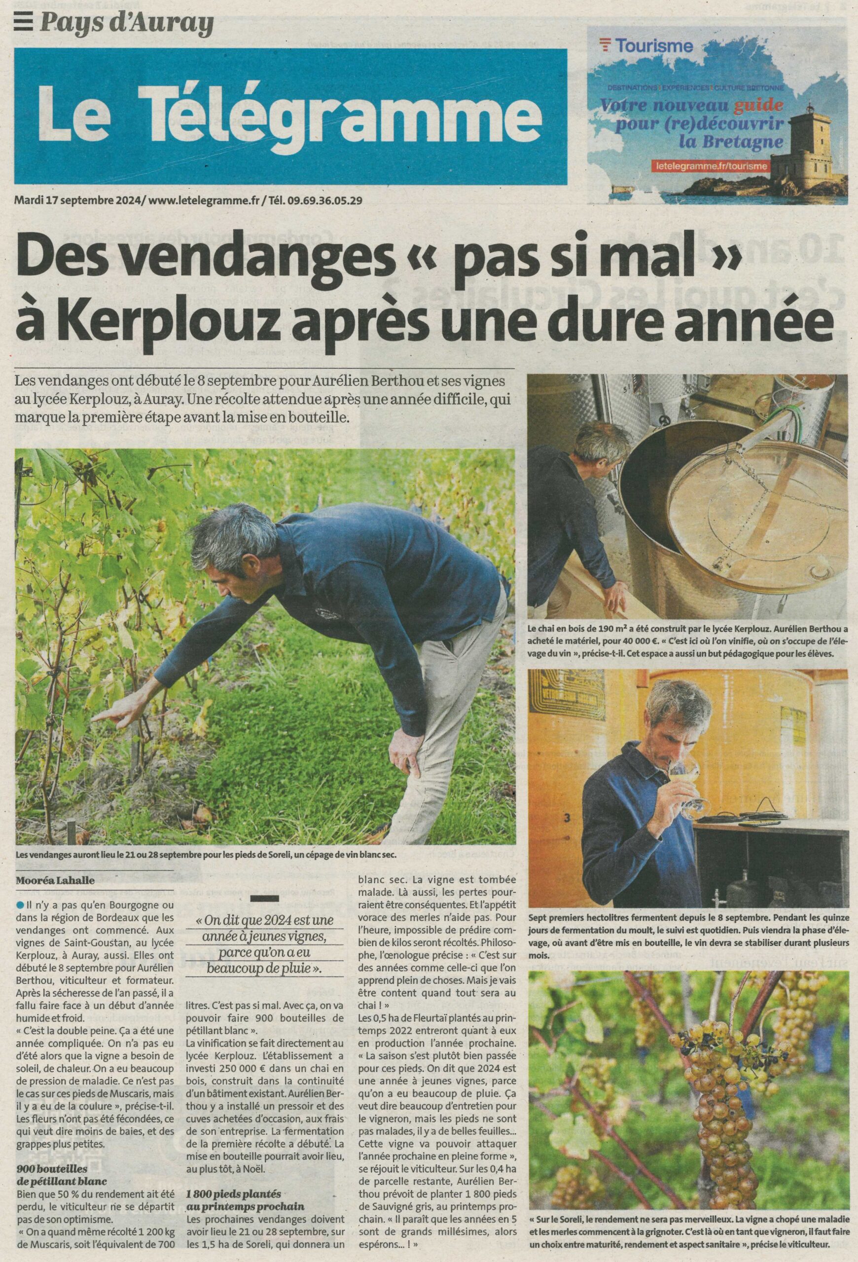 Des vendanges « pas si mal » à Kerplouz après une dure année