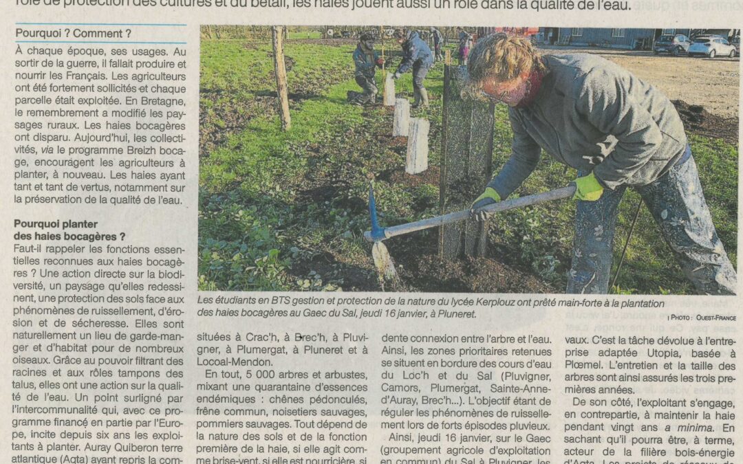 Les haies bocagères, ces alliées à reconquérir