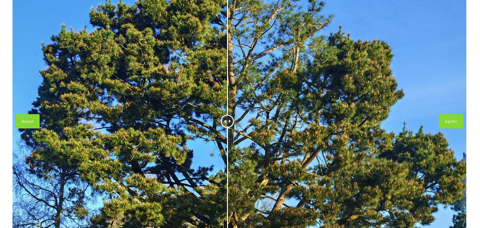 Les apprentis arboristes-élagueurs ont élagué un grand pin